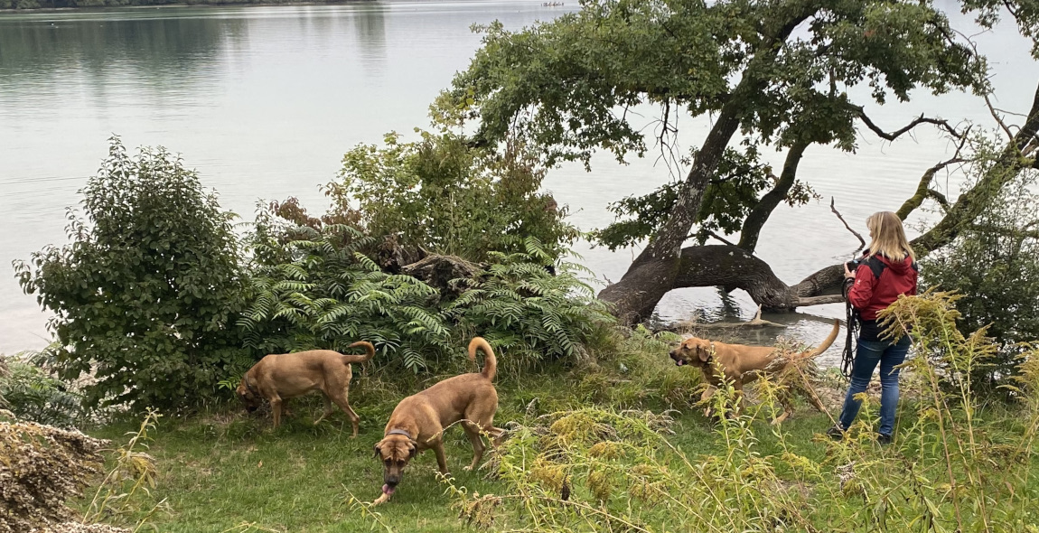 Broholmer Familie: Mama Romy, Schwester Frieda und Connor